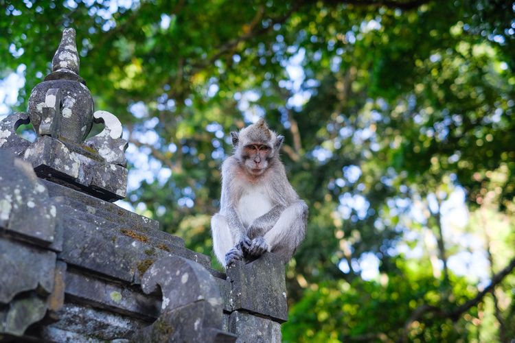 Destinasi Wisata Alam Hidden Gem Bali 2025