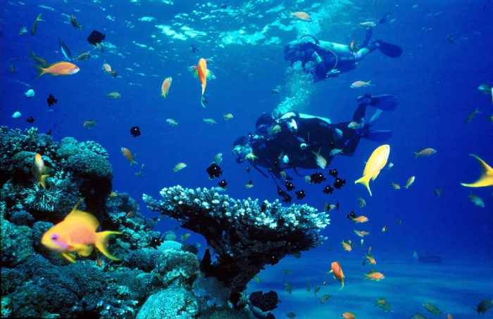 Wisata Spot Diving Bersama Hewan Unik di Indonesia