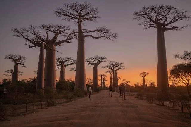 Rekomendasi Destinasi Wisata Madagaskar Wajib Dijelajahi