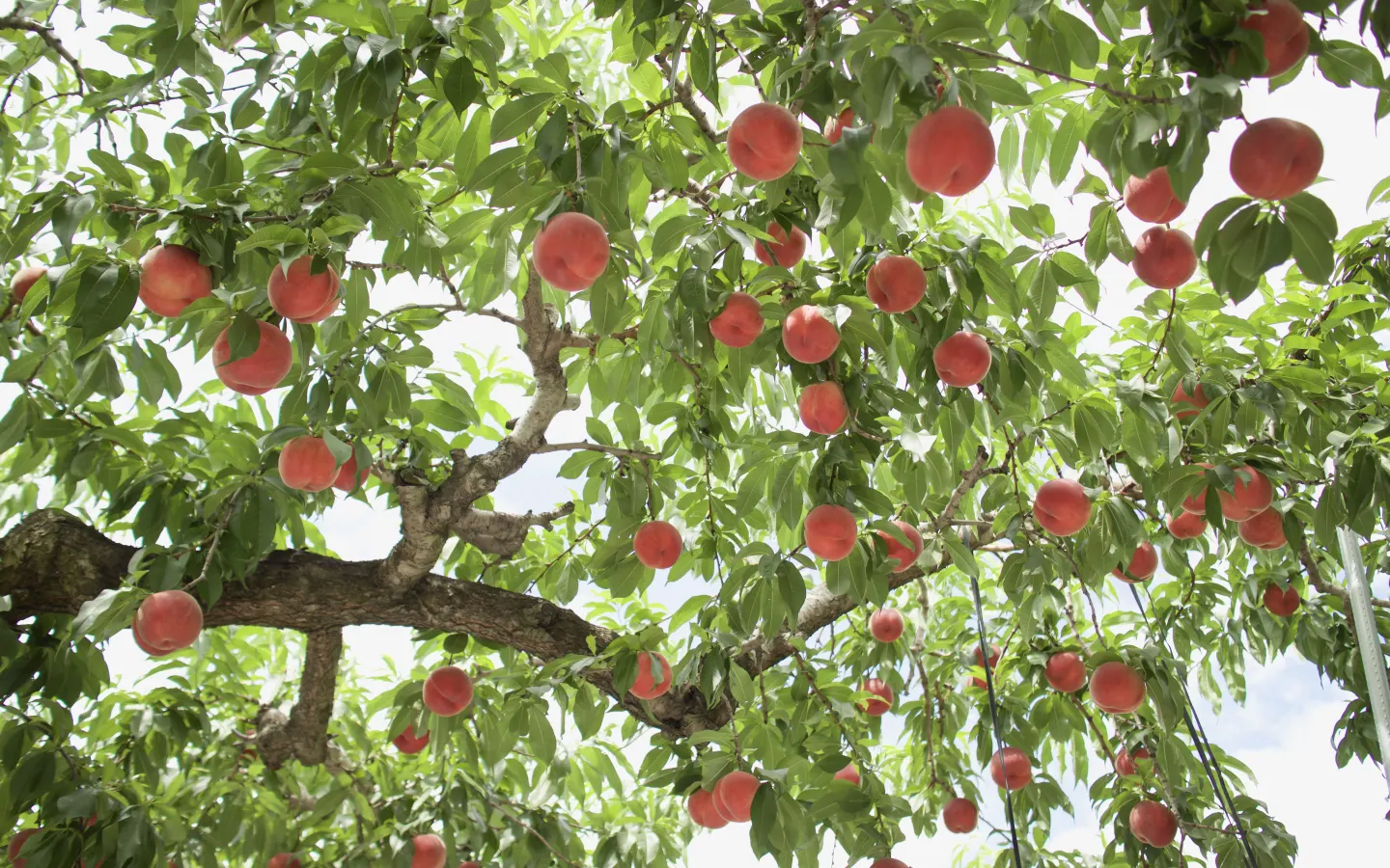 Rekomendasi Destinasi Wisata Memetik Buah Di Jepang